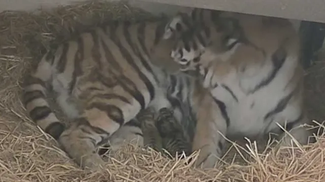 Imagem ilustrativa da notícia Vídeo: tigre dá à luz 3 filhotes no zoológico canadense