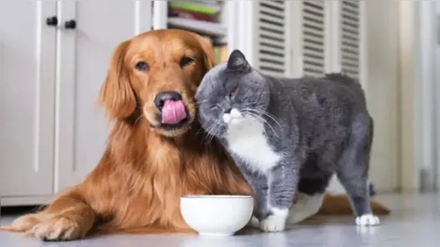 Imagem ilustrativa da notícia Cães e gatos podem contrair a febre maculosa? Confira!