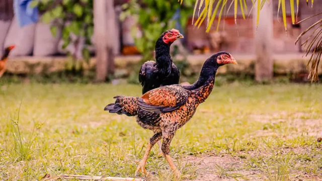 Imagem ilustrativa da notícia Brasil tem 1º caso de gripe aviária em aves domésticas