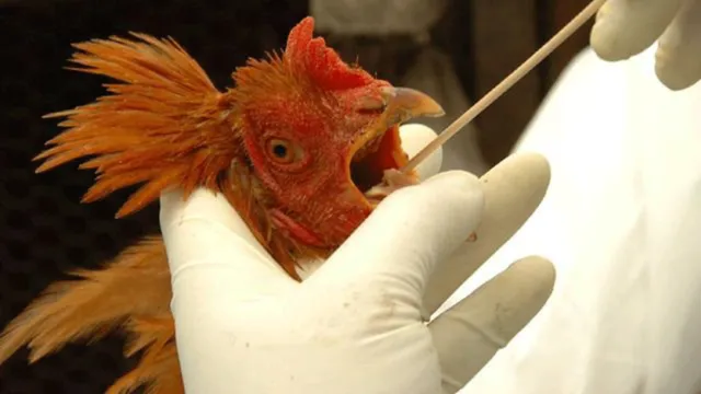 Imagem ilustrativa da notícia  Saúde descarta suspeita de gripe aviária em humano no ES 