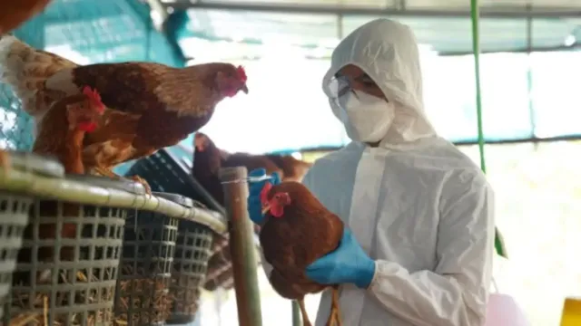 Imagem ilustrativa da notícia Governo libera milhões para enfrentamento da gripe aviária