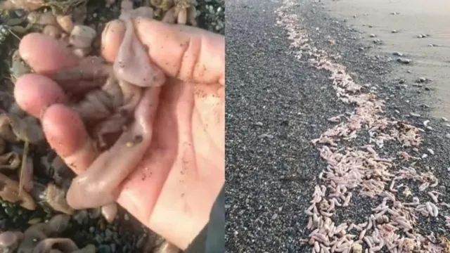 Imagem ilustrativa da notícia  Milhares de "peixes-pênis" são achados em praia da Argentina
