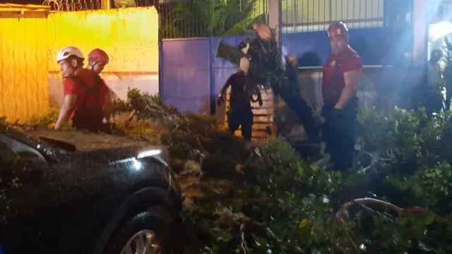 Imagem ilustrativa da notícia Chuva derruba árvore sobre veículos em rua do Guamá