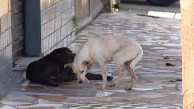 Imagem ilustrativa da notícia Vídeo: Cães e gatos são abandonados por donos em Ananindeua