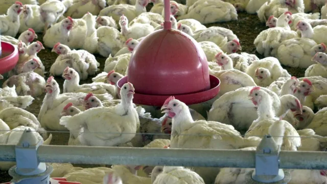Imagem ilustrativa da notícia Brasil confirma mais 5 casos de gripe aviária em animais