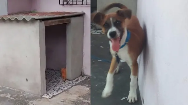 Imagem ilustrativa da notícia Vídeo: cachorrinho de 10 meses teria sido envenenado
