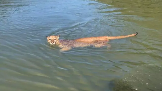 Imagem ilustrativa da notícia Vídeo: onça parda é filmada atravessando rio a nado em SC