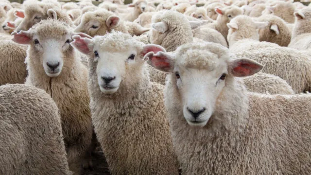 Imagem ilustrativa da notícia Ciência cria ovelhas que peidam menos - e isso é importante!