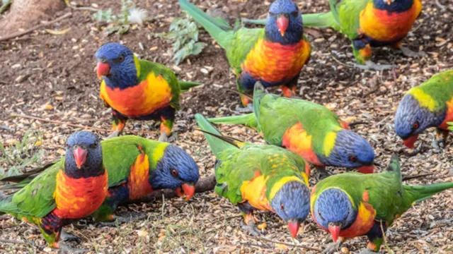 Imagem ilustrativa da notícia Vídeo: doença misteriosa paralisa papagaios na Austrália