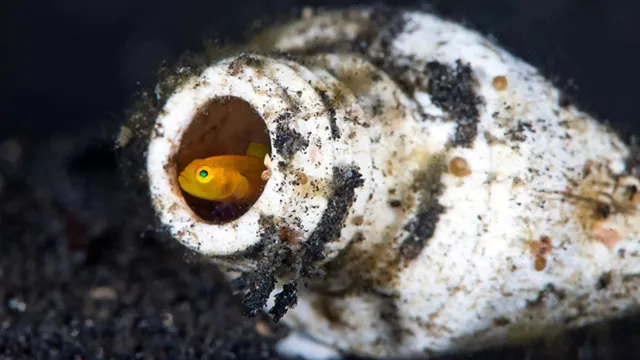 Imagem ilustrativa da notícia Mergulhador registra peixe vivendo em tubo de pasta de dente