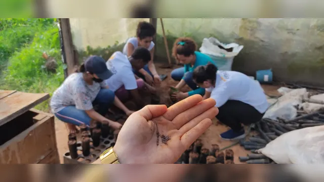 Imagem ilustrativa da notícia Eco Xingu: Projeto garante plantação mais sustentável