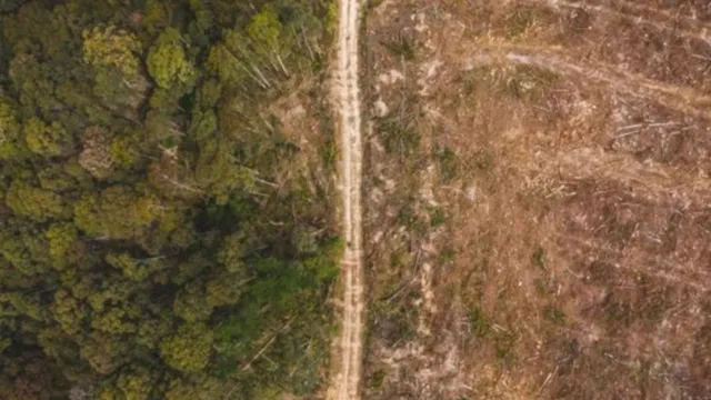 Imagem ilustrativa da notícia Sede da COP 30, Pará reduz desmatamento em 30%, diz Inpe