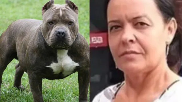 Imagem ilustrativa da notícia Mulher é morta por pitbull ao tentar separar briga de cães