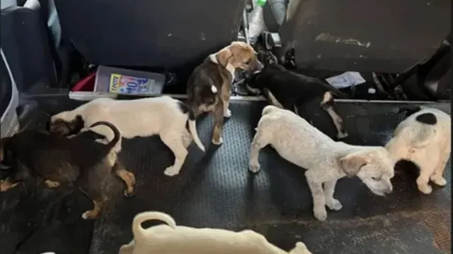 Imagem ilustrativa da notícia Cães abandonados em casa comem filhotes para sobreviver
