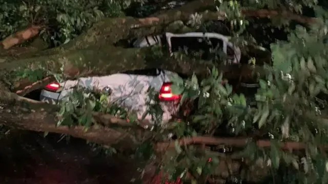 Imagem ilustrativa da notícia Carro é esmagado por árvore durante temporal em Belém