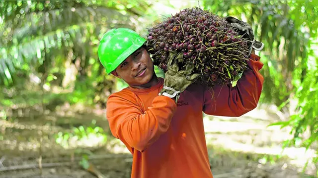 Imagem ilustrativa da notícia A nova realidade do agro e a sustentabilidade Amazônica