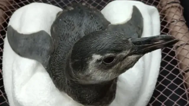 Imagem ilustrativa da notícia Pinguins são resgatados fracos e famintos no litoral de SP