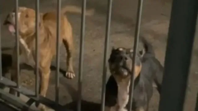 Imagem ilustrativa da notícia Vídeo: pitbulls se soltam e atacam várias pessoas em SP