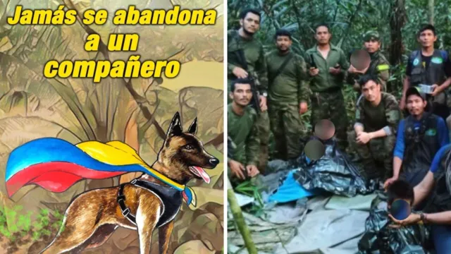 Imagem ilustrativa da notícia Exército vai continuar buscas até encontrar cachorro Wilson