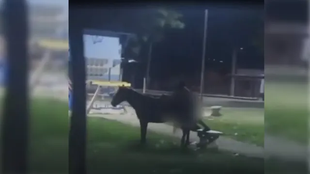 Imagem ilustrativa da notícia Vídeo: homem é preso por fazer sexo com égua em praça
