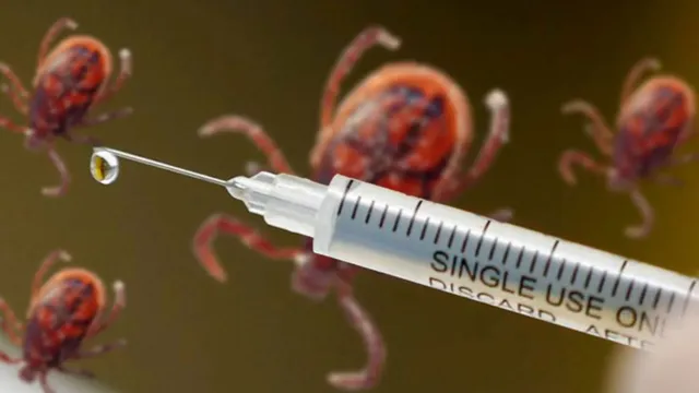 Imagem ilustrativa da notícia Vacina contra febre maculosa controla carrapato transmissor