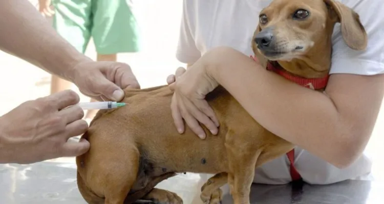 Imagem ilustrativa da notícia UFRA promove campanha de vacinação para pets nesta sexta