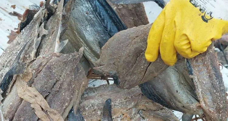 Imagem ilustrativa da notícia Fiscais aprendem 800 kg de pescado em Ipixuna do Pará