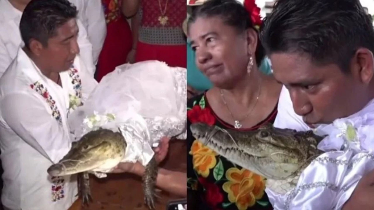 Imagem ilustrativa da notícia Vídeo: prefeito se casa com crocodilo no México