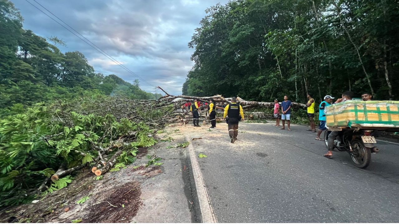Imagem ilustrativa da notícia Ilha de Mosqueiro: após queda de árvore, acesso é liberado