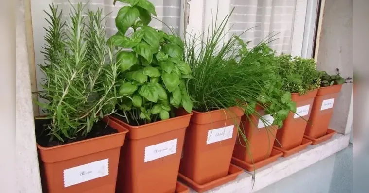 Imagem ilustrativa da notícia Proteção: conheça 7 plantas que afastam insetos de casa
