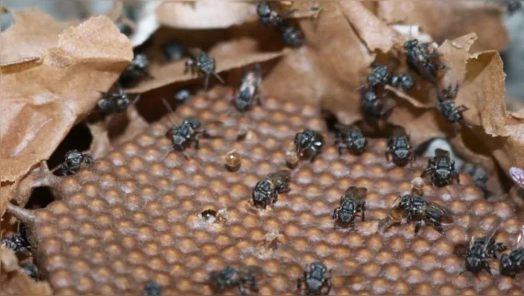 Imagem ilustrativa da notícia Armadilha com garrafa pet descobre abelhas sem ferrão