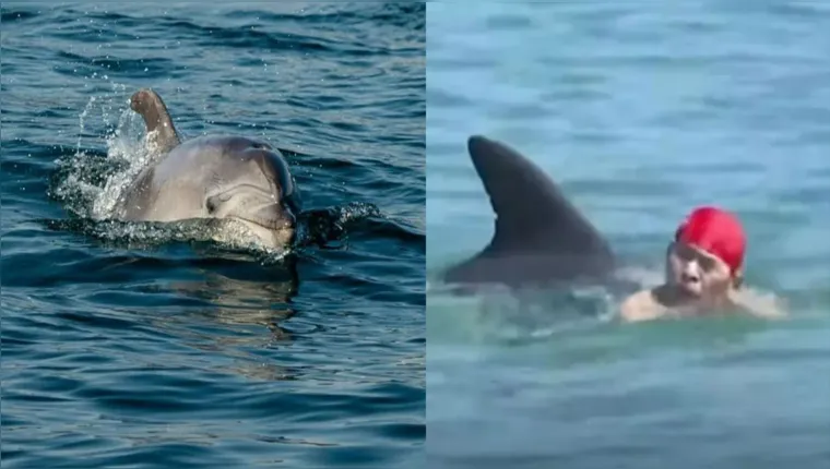 Imagem ilustrativa da notícia Vídeo: ataque de golfinho deixa 5 feridos no Japão