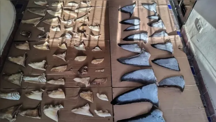 Imagem ilustrativa da notícia Toneladas de barbatanas de tubarão são apreendidas no Panamá