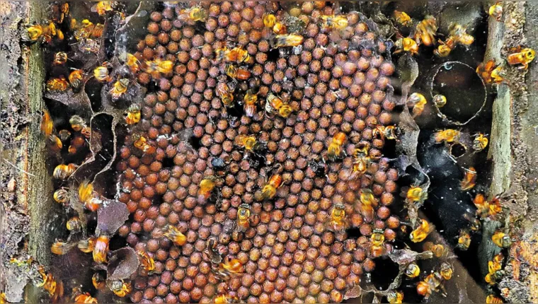 Imagem ilustrativa da notícia O papel fundamental das abelhas para o meio ambiente
