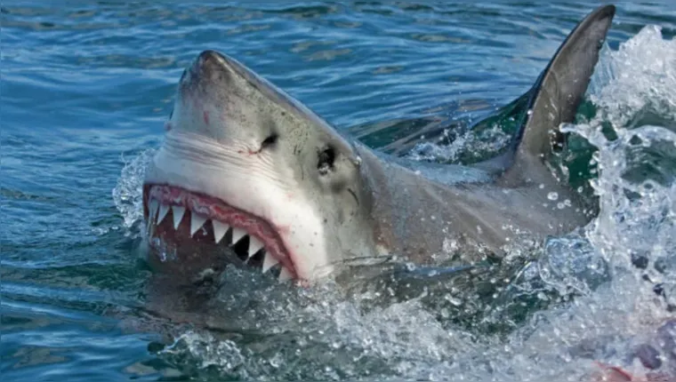 Imagem ilustrativa da notícia Tubarões estão viciados em cocaína, diz cientista