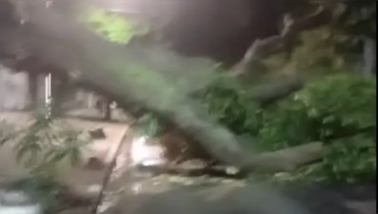 Imagem ilustrativa da notícia Árvore cai na frente de escola em Belém