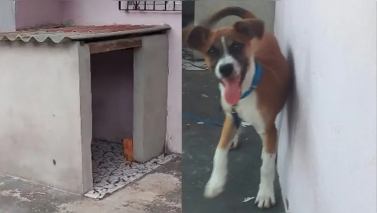 Imagem ilustrativa da notícia Vídeo: cachorrinho de 10 meses teria sido envenenado