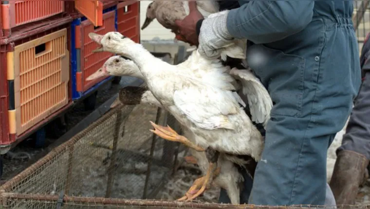 Imagem ilustrativa da notícia Minas Gerais registra 1º caso de gripe aviária em pato