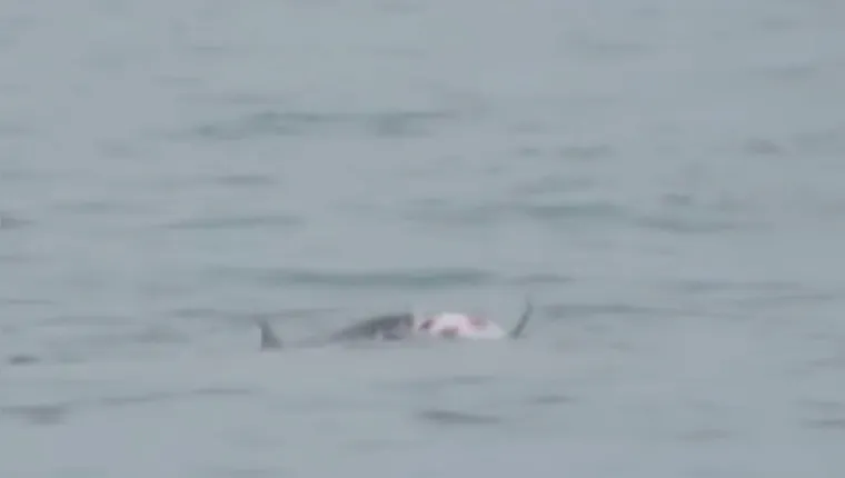Imagem ilustrativa da notícia Tubarões carniceiros são filmados devoram golfinho nos EUA