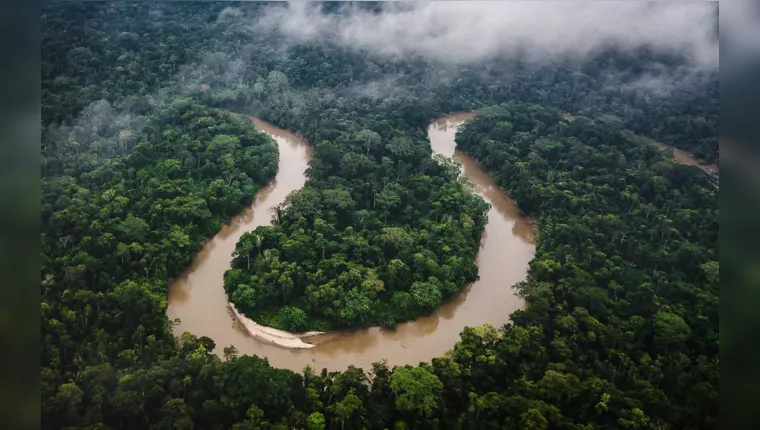 Imagem ilustrativa da notícia Tecnologia brasileira projeta futuro da floresta amazônica