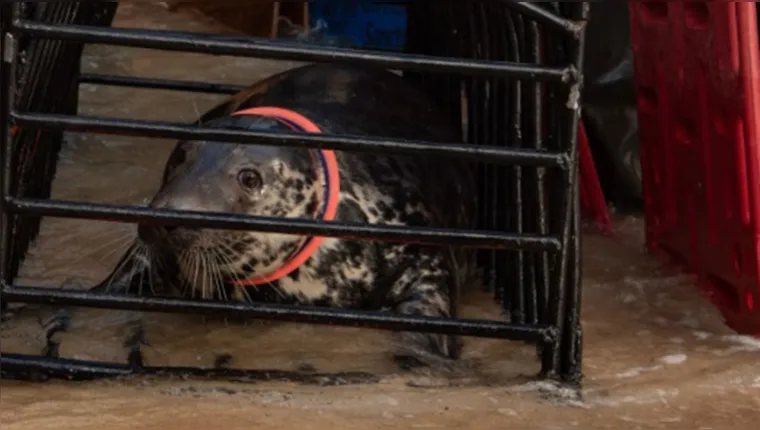 Imagem ilustrativa da notícia Vídeo: foca com anel de plástico no pescoço é resgatada