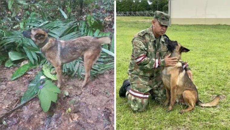 Imagem ilustrativa da notícia Cachorro que ajudou a encontrar crianças está desaparecido