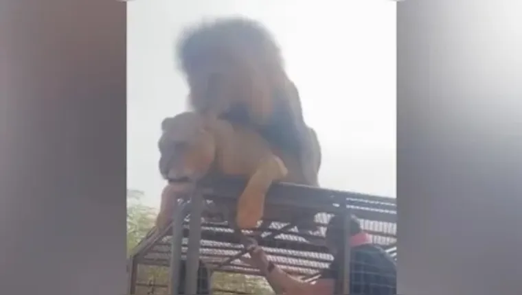 Imagem ilustrativa da notícia Vídeo: Leões "sem-vergonha" acasalam em jipe durante safári