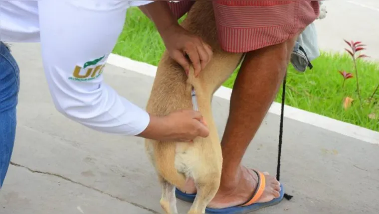 Imagem ilustrativa da notícia Saiba onde vacinar de graça seu pet em Belém e Ananindeua