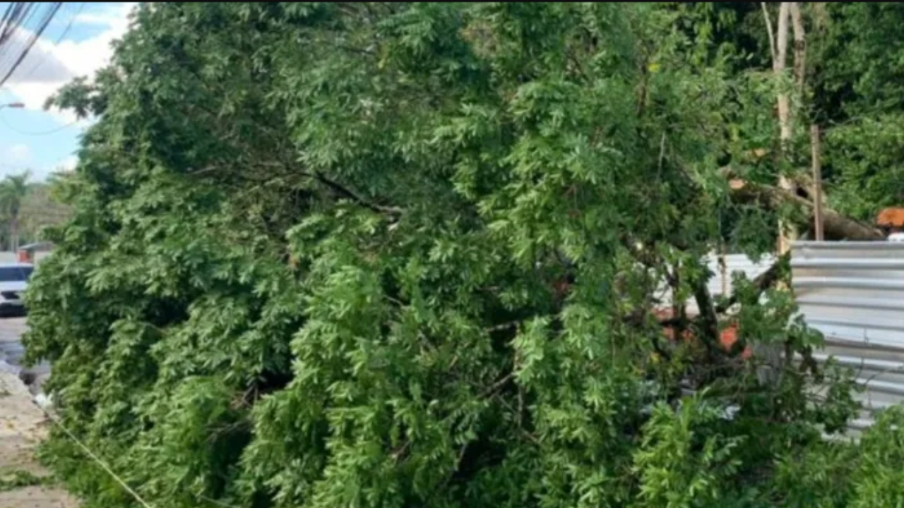 Bombeiros retiram galhos de árvore que caiu em Belém