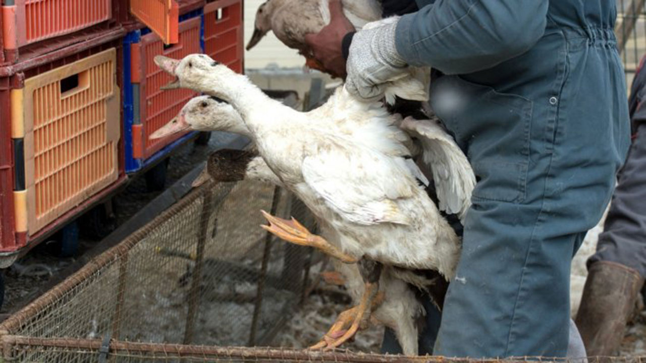 Minas Gerais registra 1º caso de gripe aviária em pato