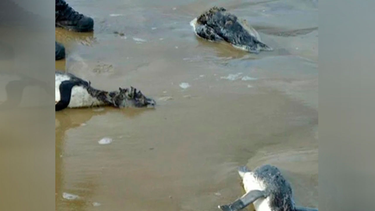 Centenas de pinguins morrem tentando chegar ao Brasil
