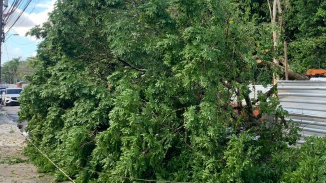 Árvore cai e fere homem no bairro do Marco, em Belém