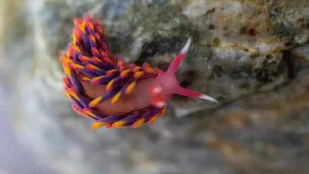 A very rare colored slug found in England
