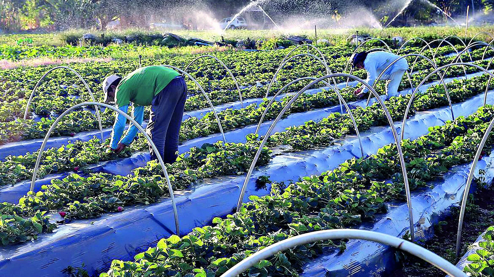 Agricultura Familiar tem investimentos garantidos